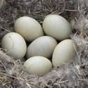 Goose eggs in the nest.
